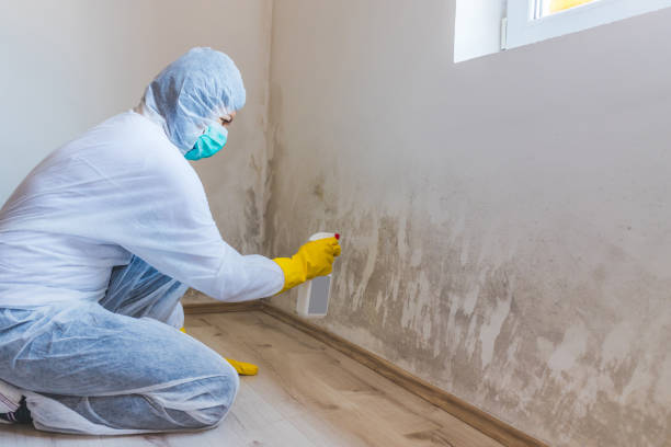 Licensed Mold Remediation service in Young America, MN - WQB Mold Removal
